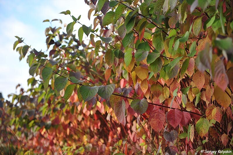 Живая изгородь из дерена белого 'Sibirica'