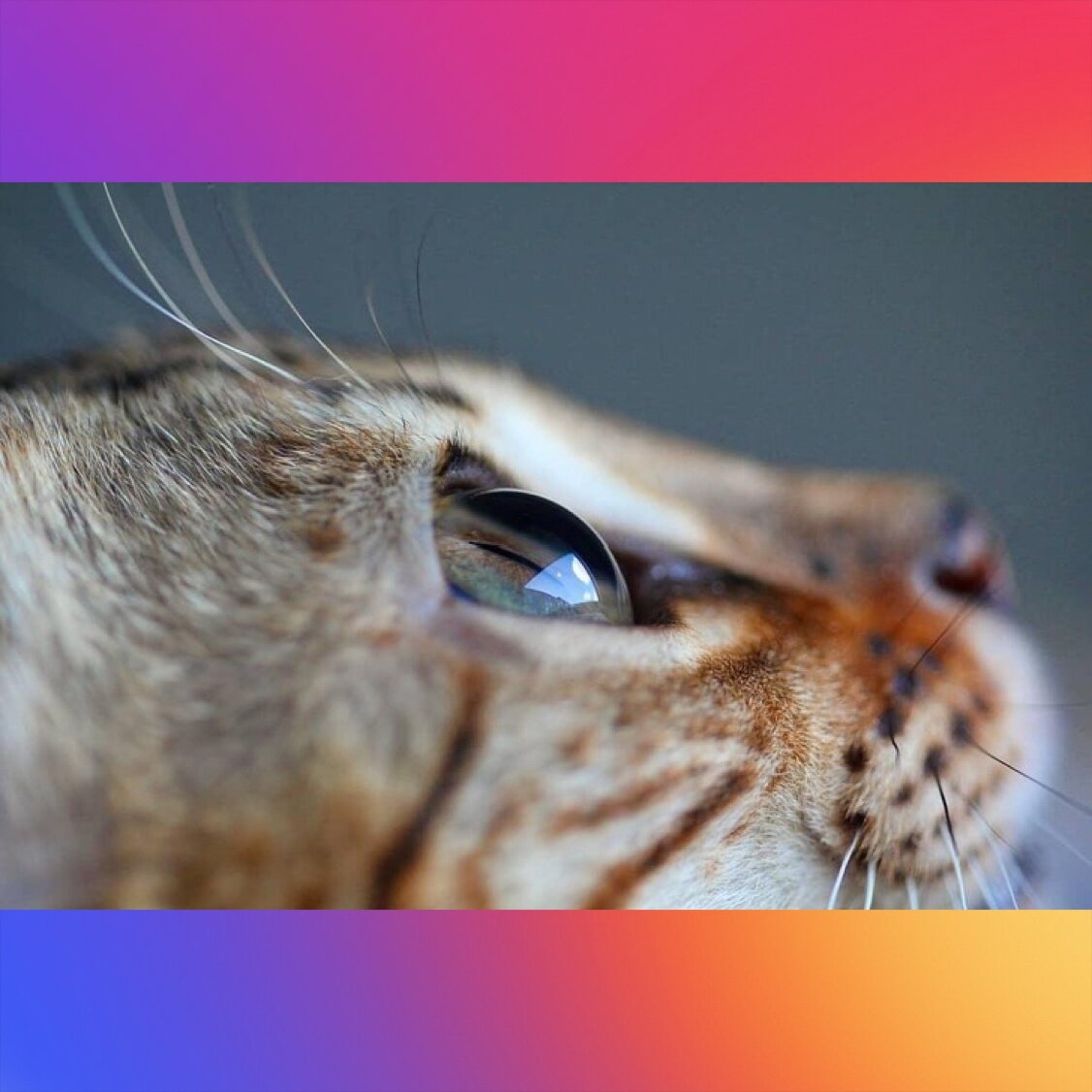 Глаза кошки