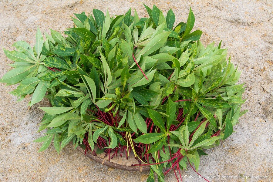 2. Первым делом надо нарвать листьев. Маниок мы выращиваем сами, а городские покупают, причем сразу молотый.

