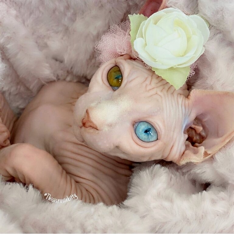 Фото из профиля в инстаграм @sphynx.bibi