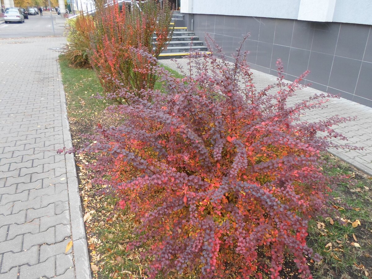 Красные оттенки природы