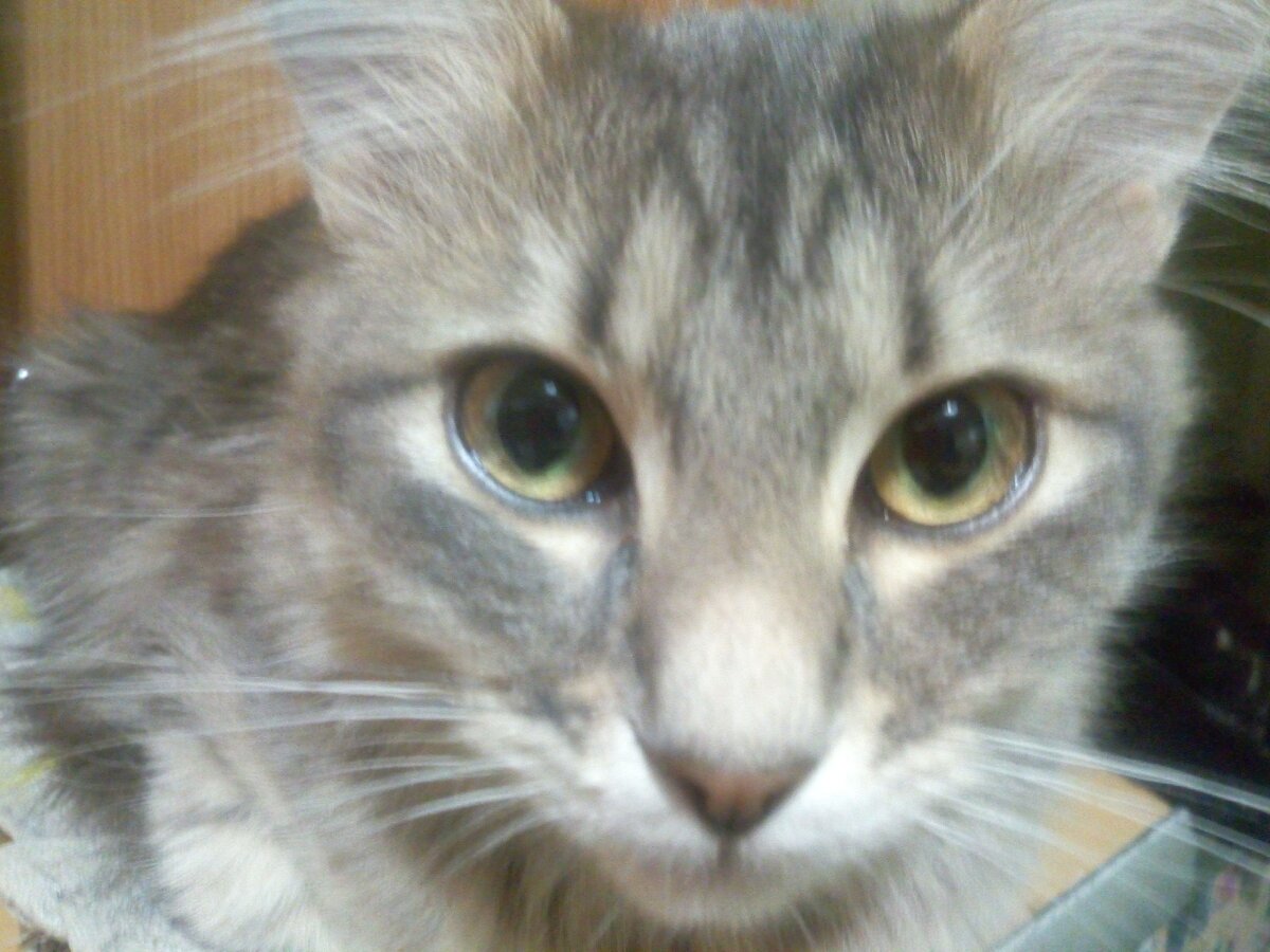 Уши не уместились, но интеллект заметен)