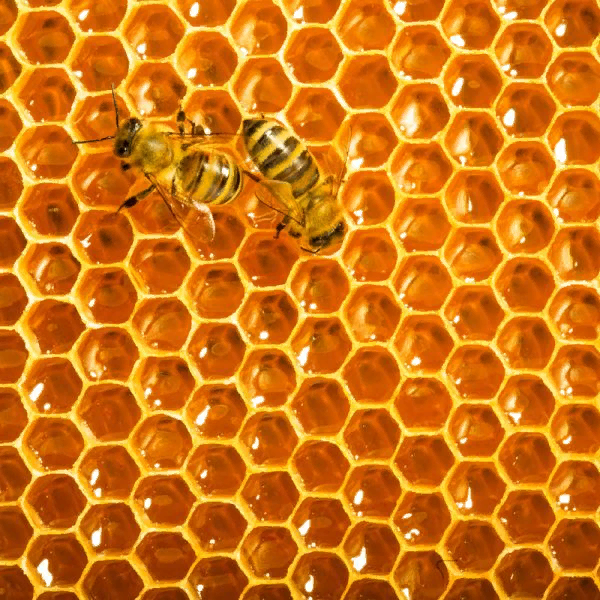 https://zenartdesign.com/wp-content/uploads/2017/02/Honeybees-800x800px-600x600.jpg