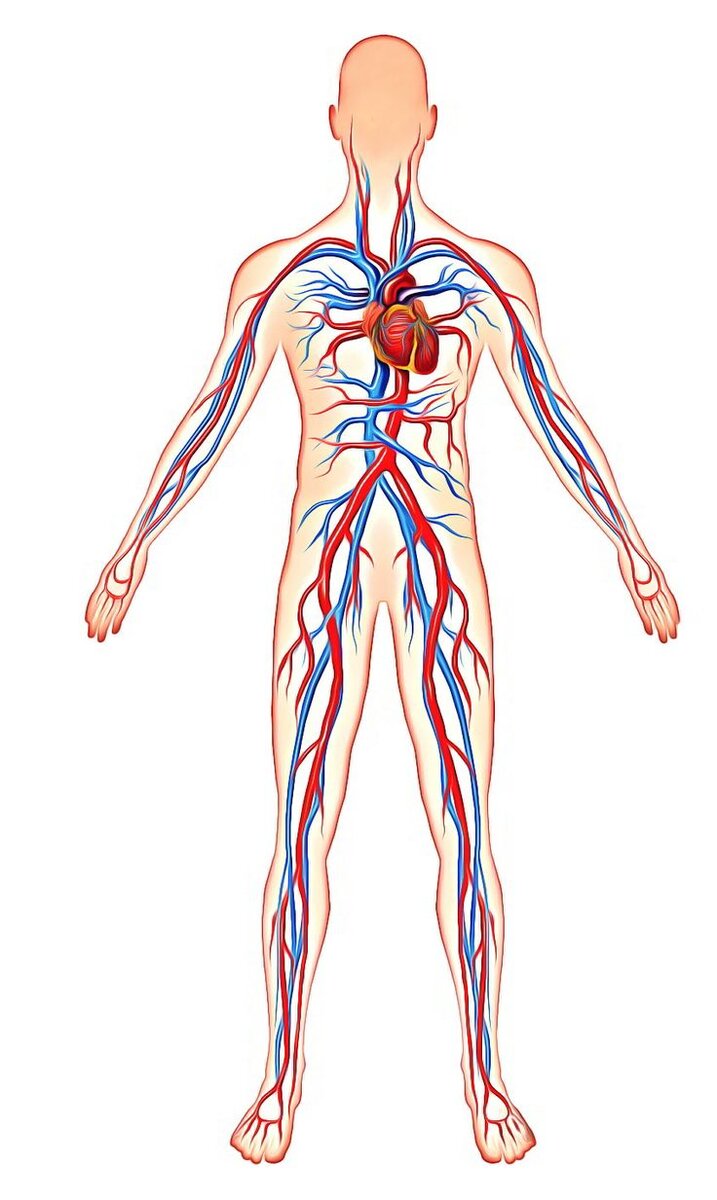 Сердечно сосудистая система организма