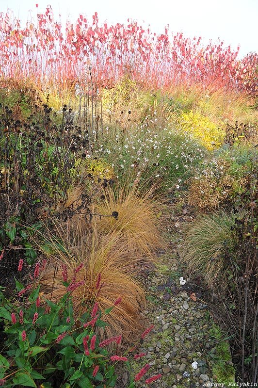 Споробол раскидистый: фото можно листать