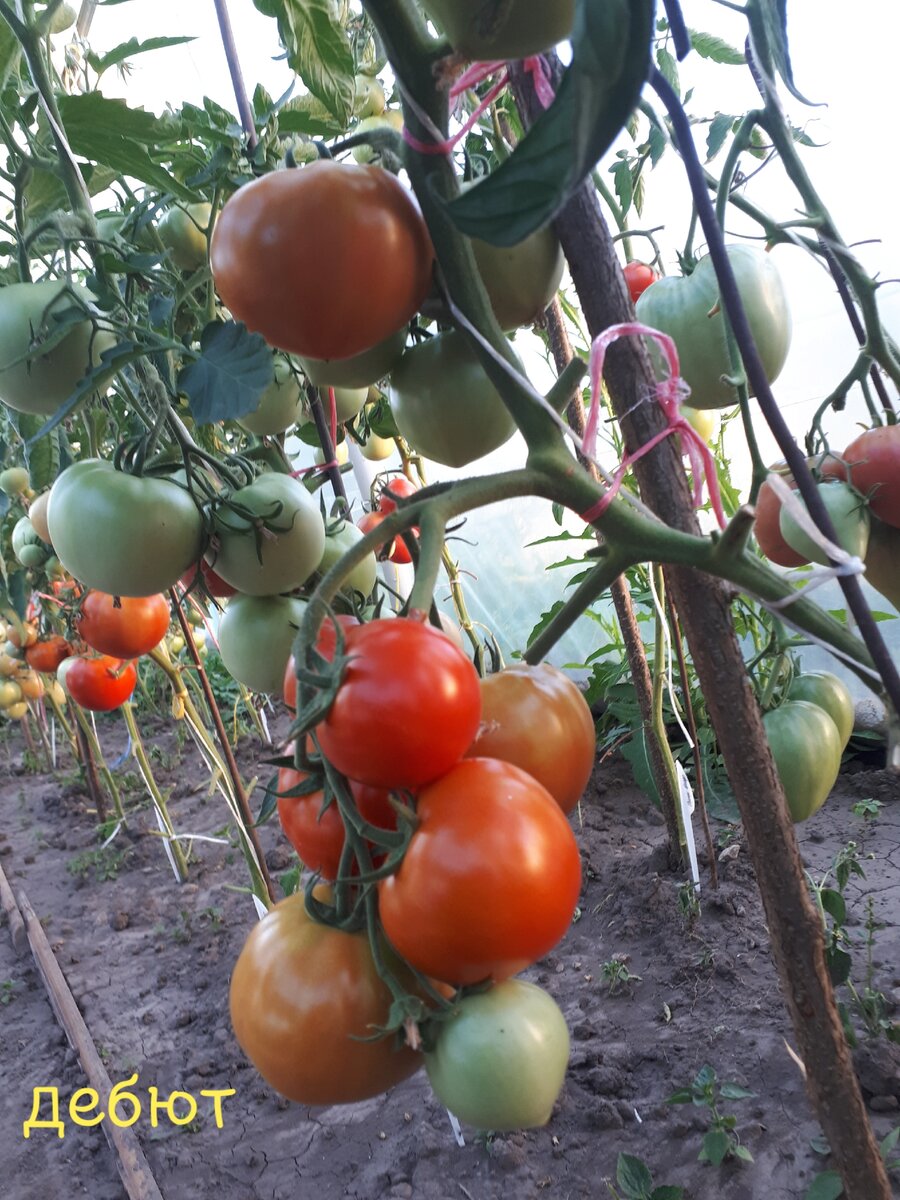 Томат "Дебют"