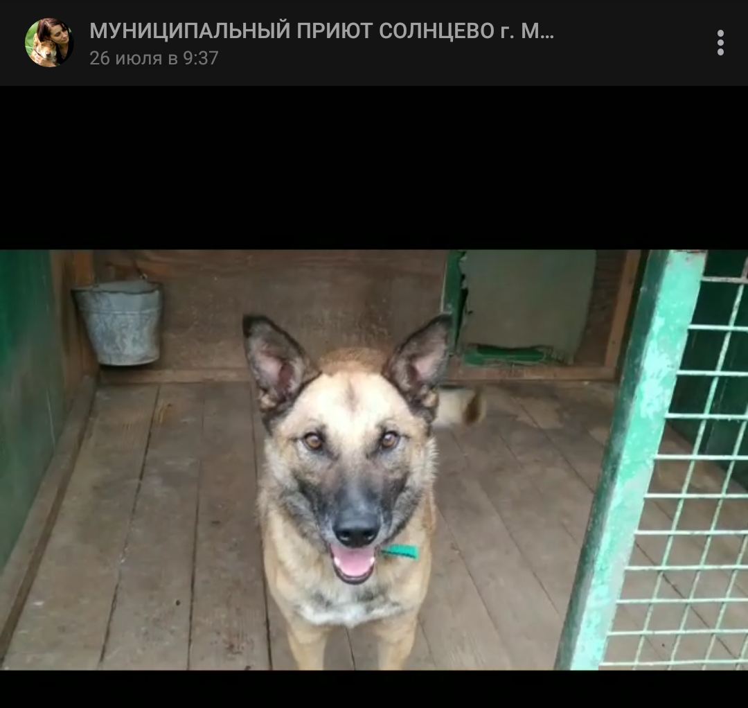 Рэкс, приют солнцево