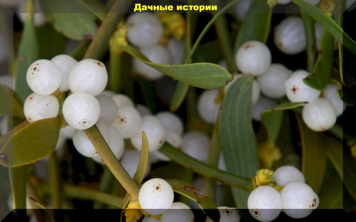 Омела белая фото растения и описание