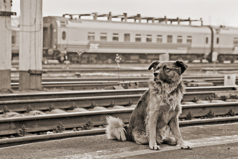 Фото с Яндекс.Картинки