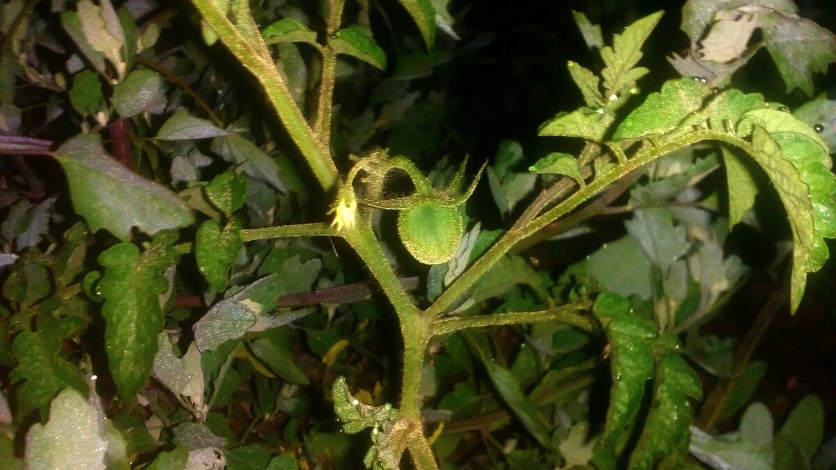 Эпин - один из лучших биостимуляторов.