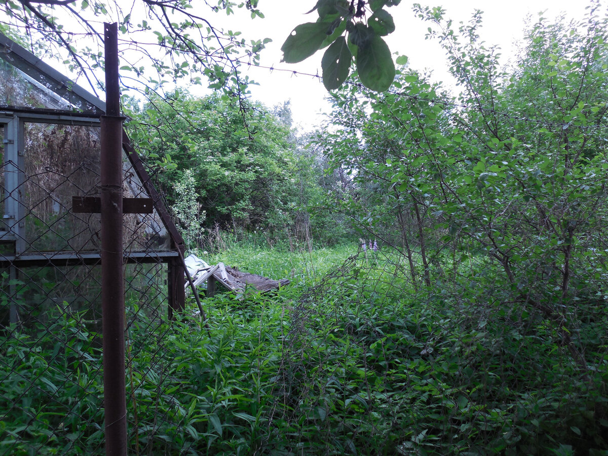 Огород дачный заброшенный. Заброшенные садовые домики. Заброшенный участок с чего начинать. Преображение заброшенного дачного участка до и после. Заброшенный участок с чего начинать.