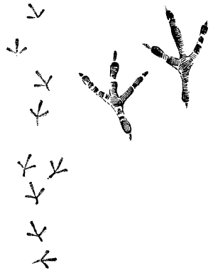 Птичьи следы на снегу. Следы голубя на снегу. Следы голубей. Следы птиц. Следы голубя на снегу.