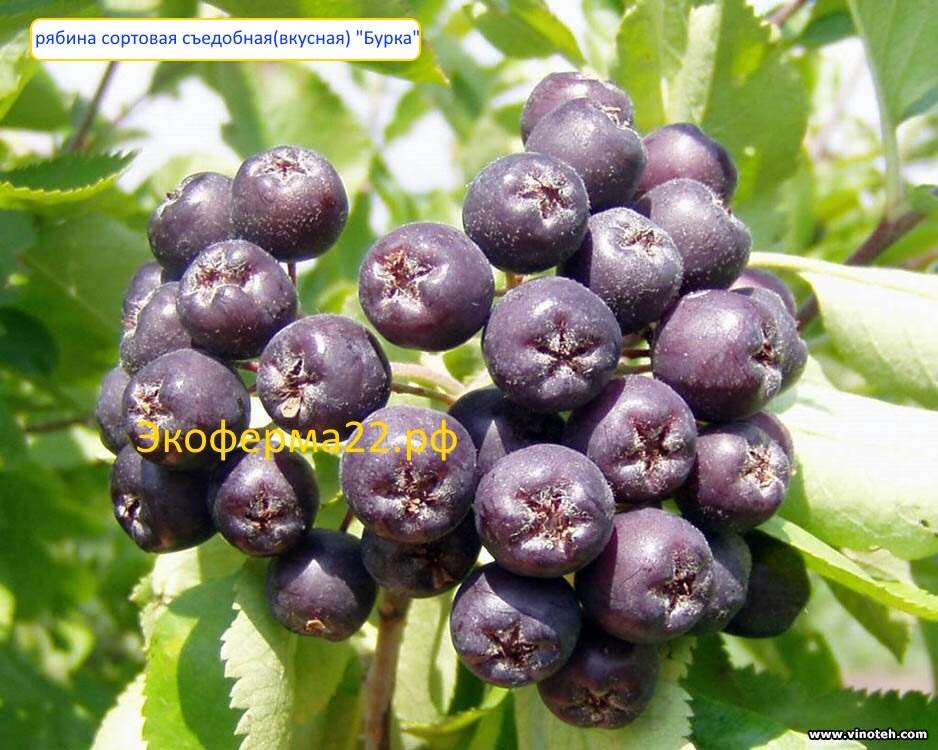 Рябина съедобная сортовая Бурка