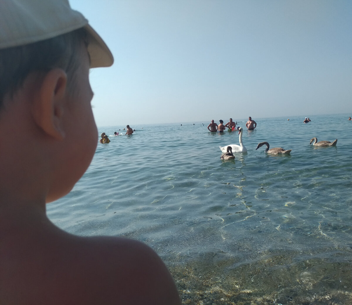 Иногда в море можно встретить лебедей. Евпатория.
