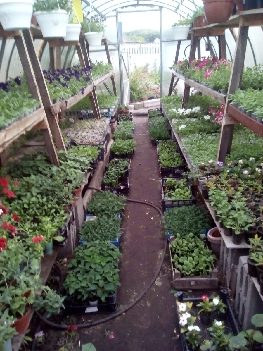 Моя первая теплица