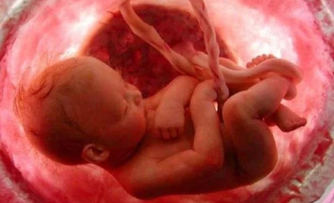 Малыш в утробе матери