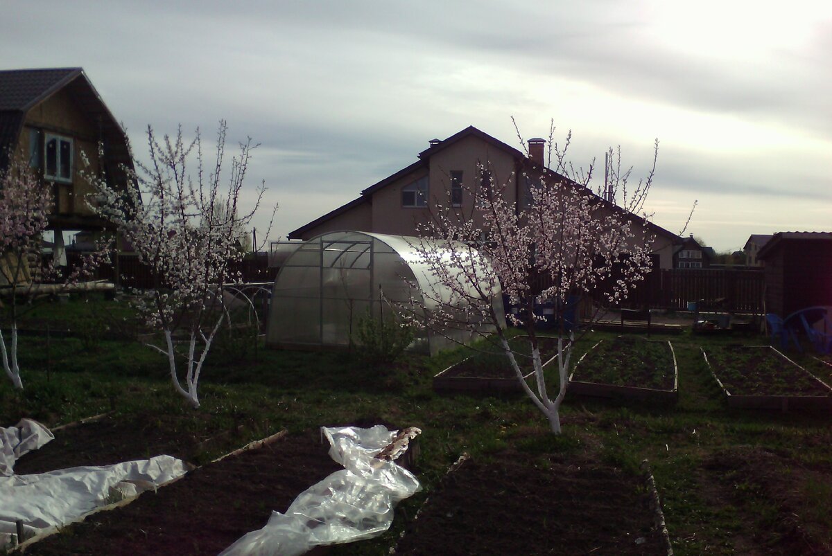 Абрикос в Новгородской области из семян Валерия Железова