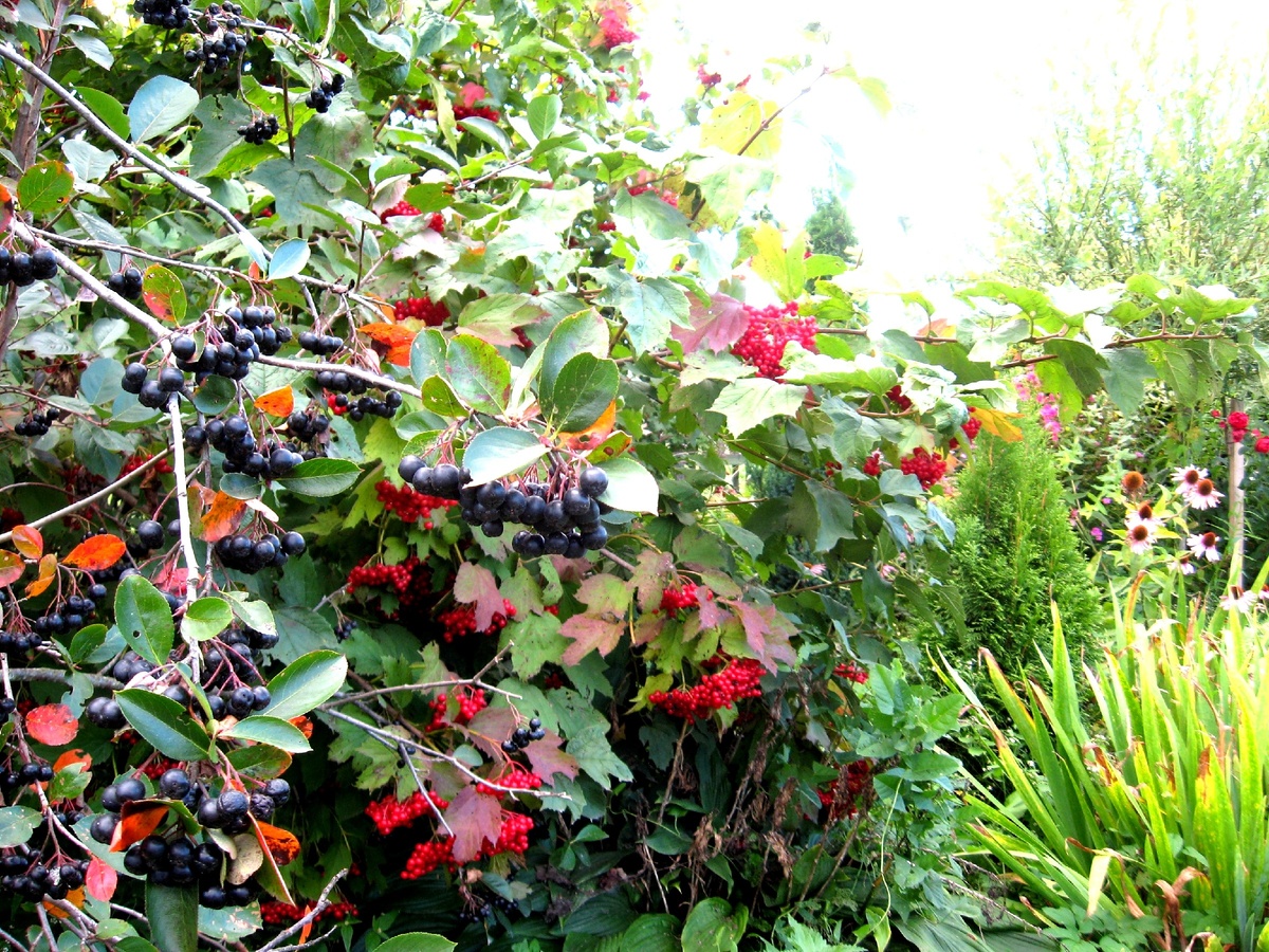 Фото 3.   Черноплодную рябину каждый год заготавливаю для компотов с яблоками, а из калины делаю сироп.