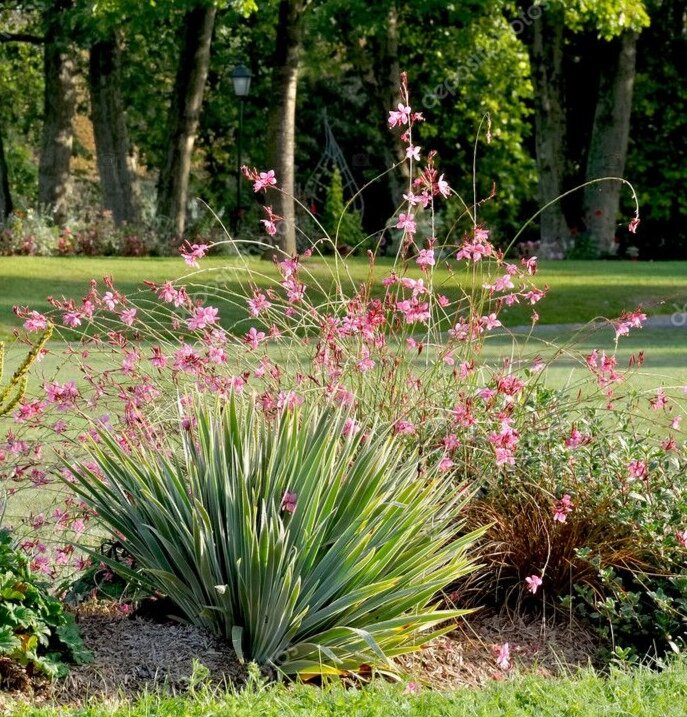 Гаура (на заднем плане) 