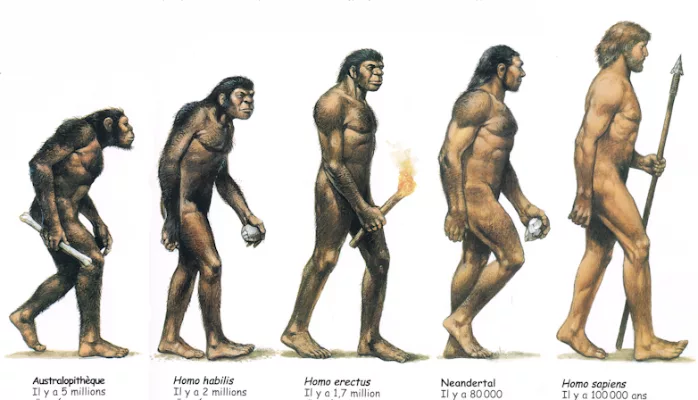 Возникновение homo sapiens. Хомо хабилис австралопитек. Эволюция человека хомо сапиенс. Хрпмосапиенс Эволюция. Homo habilis картинки.