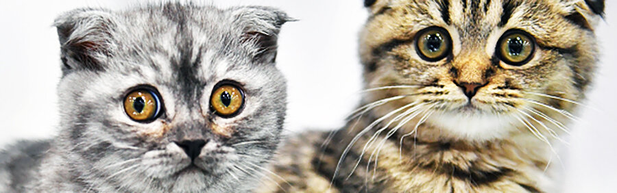 Как правильно кормить кошек?