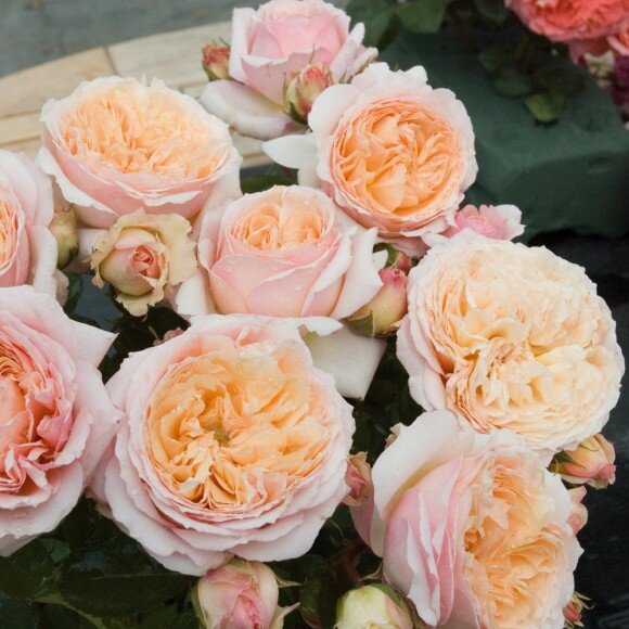 www.roses-guillot.com