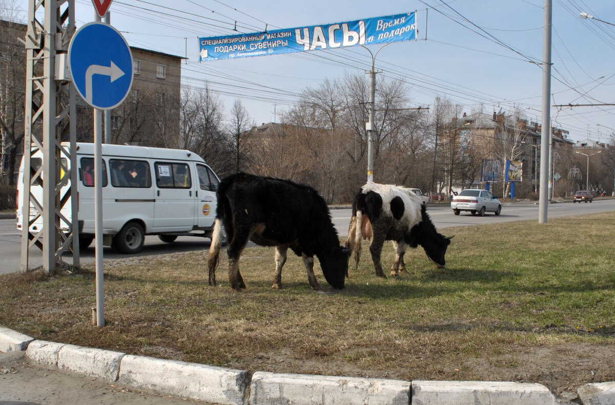 Му... Буренки не виноватые.. Поэтому и гуляем по городу | Владимир Мухин |  Дзен