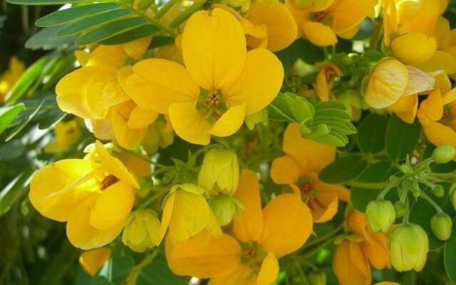 Трава сенны