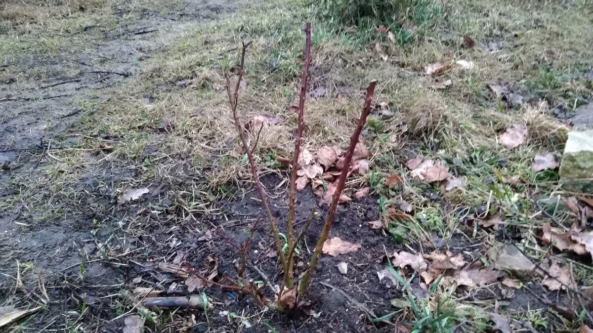 Здесь тоже обрезка не потребовалась.