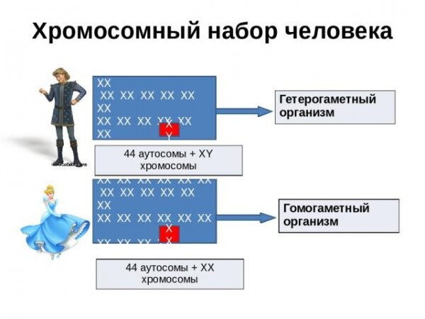 «Если кровь отца моложе, то родится мальчик» и еще 4 мифа о планировании пола ребенка