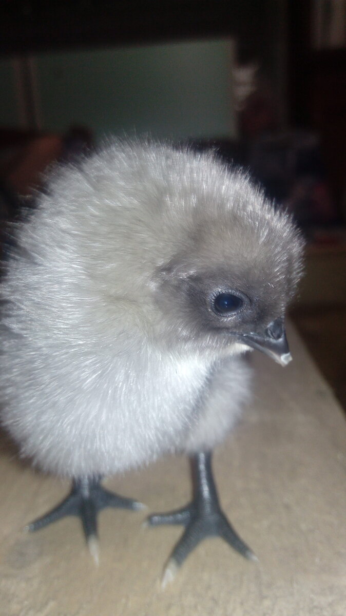 Суточные цыплята очень красивые. 