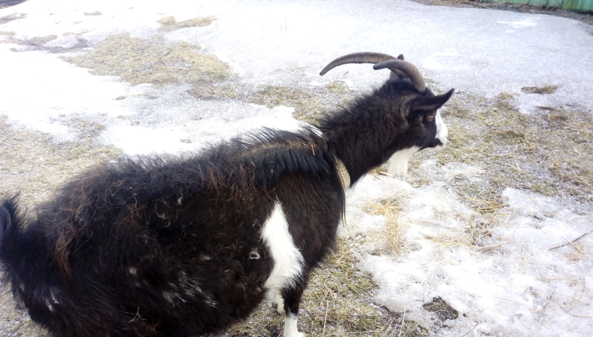 Наша Марта, даже повернуться не захотела. Коза с характером