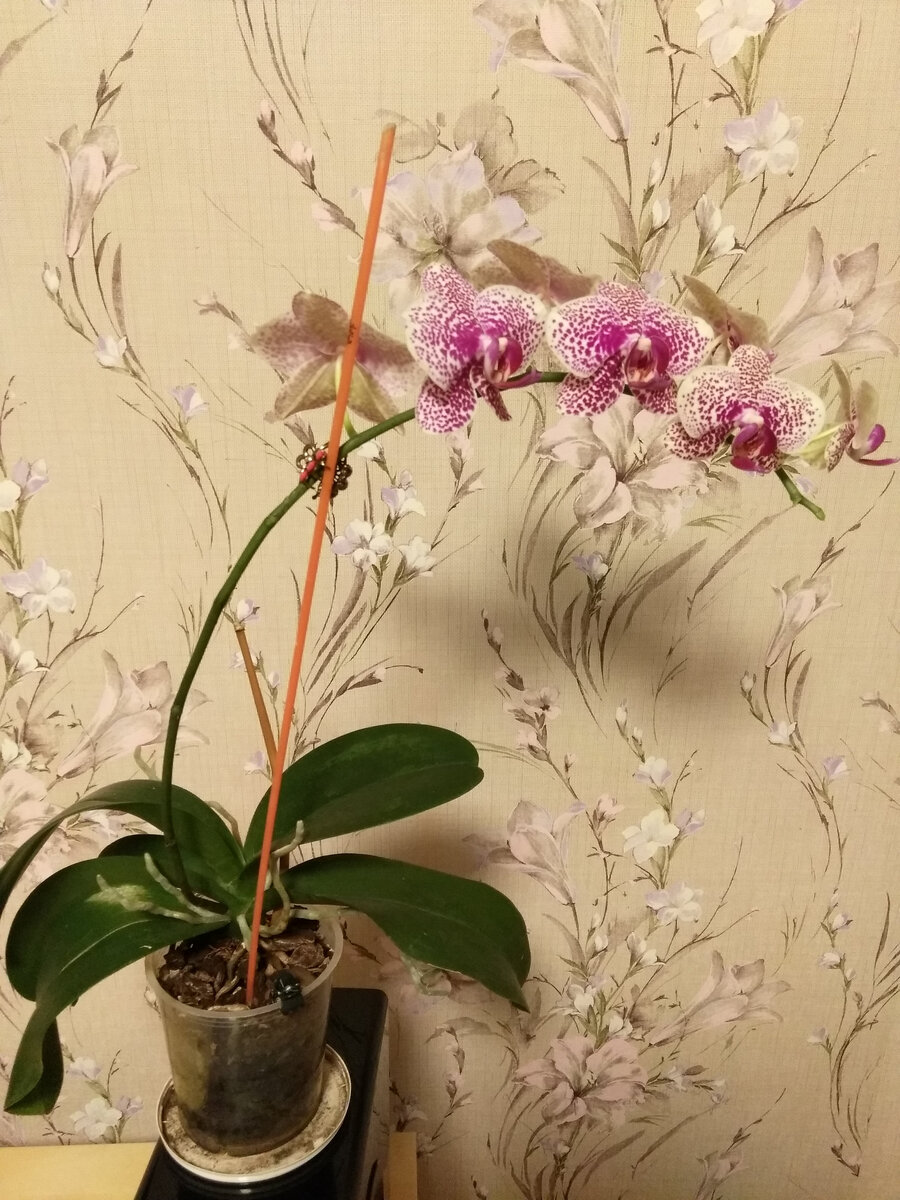 Что делать, если у орхидеи вялые листья