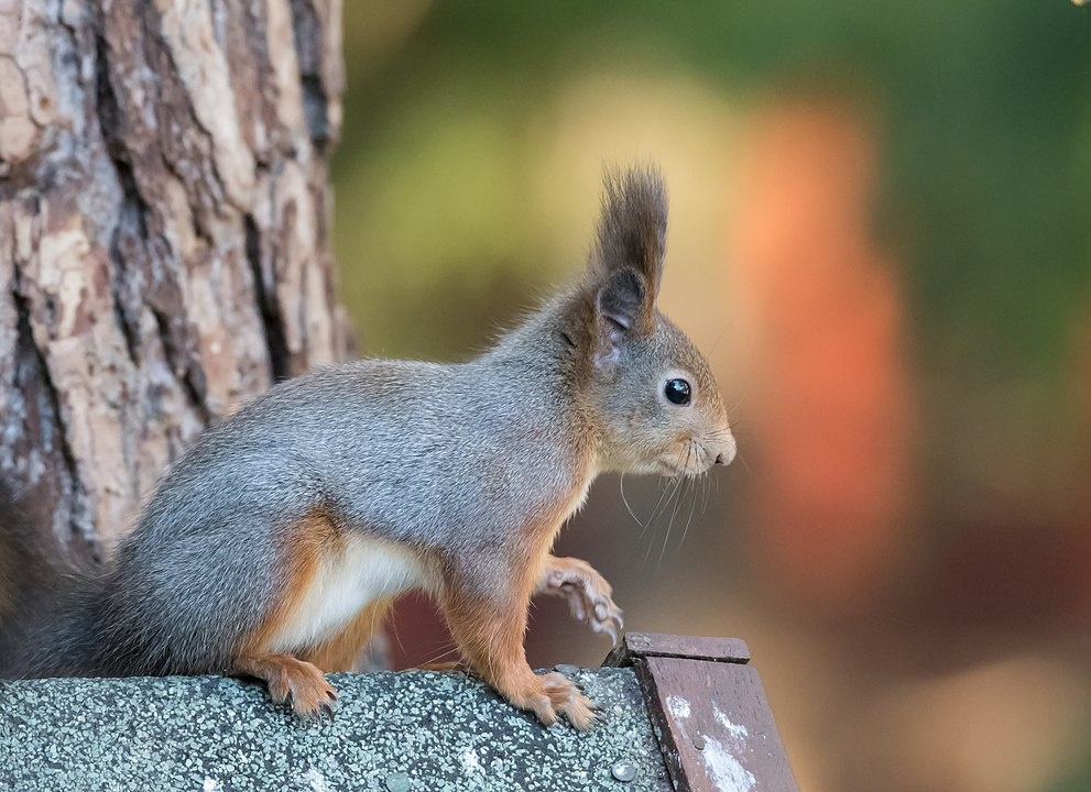 Фото с сайта wikimedia.org