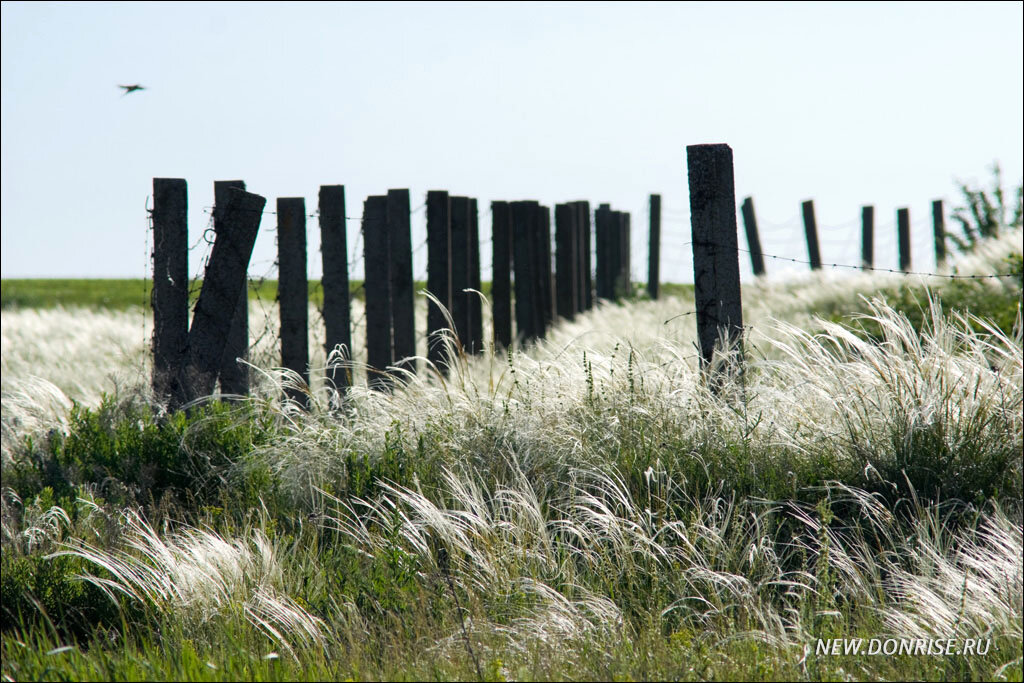 Ковыли и забор с колючей проволокой