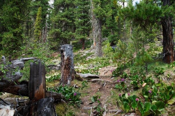 Автор — Татьяна Фатеева.