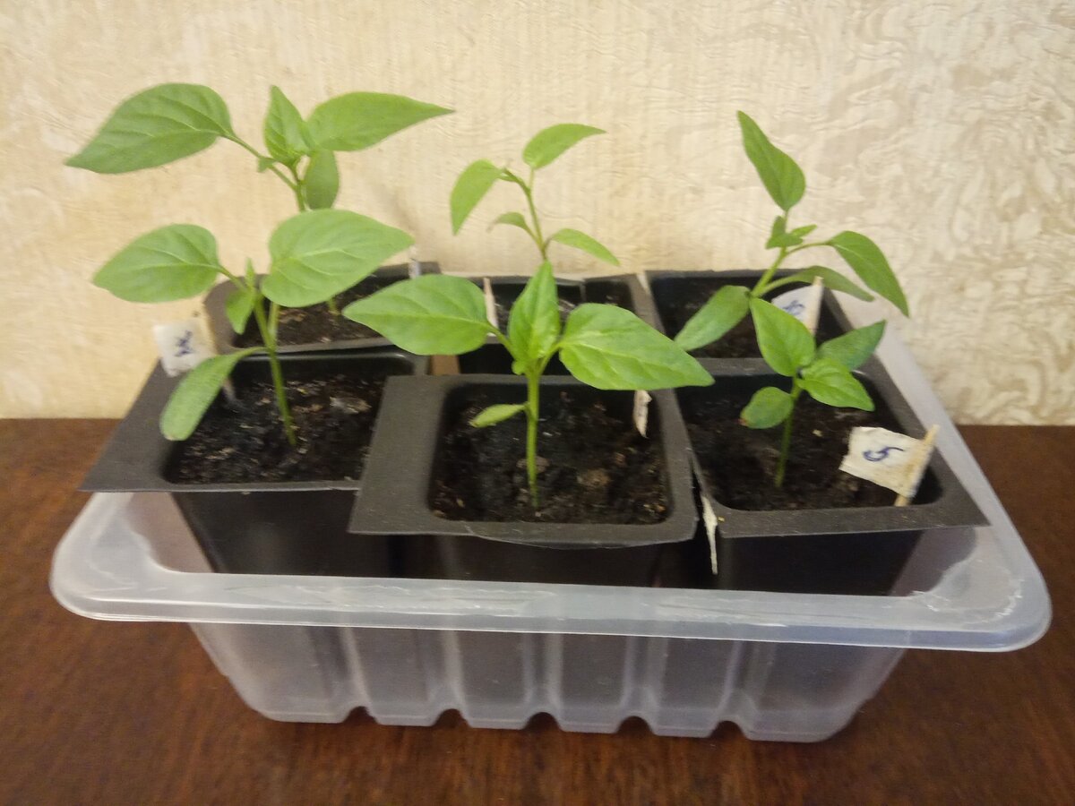 Вот так выглядит рассада перцев сладкий  перед второй пересадкой