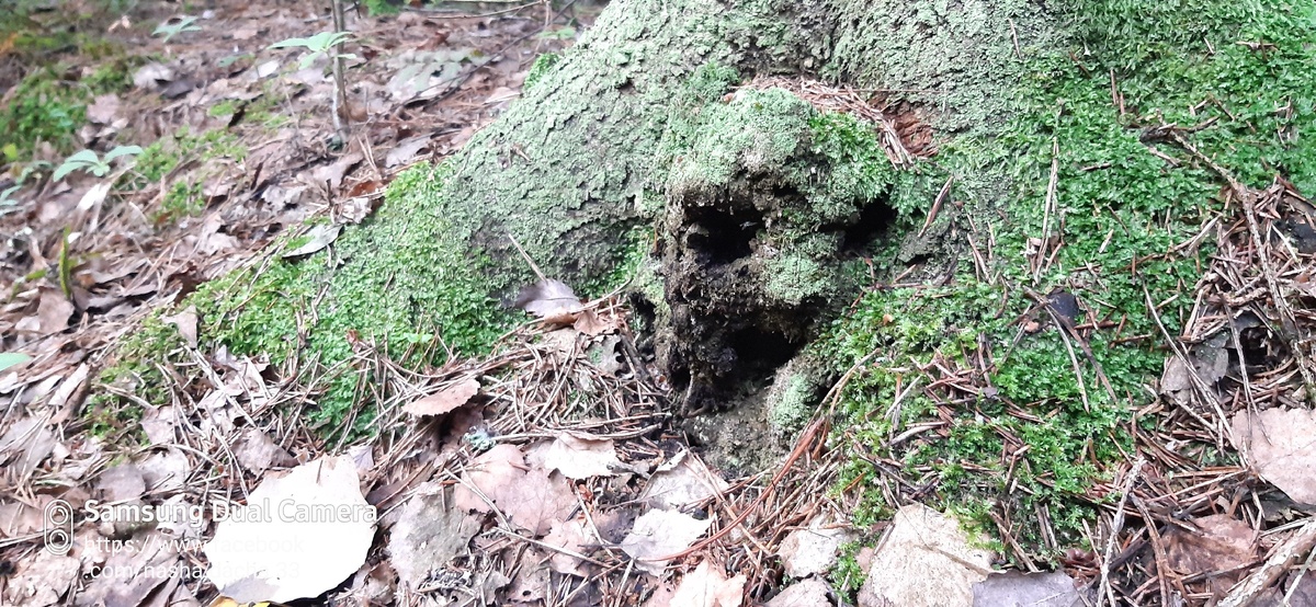 До жути выглядит. Фото из личного архива (с) Лайка Ваймуле