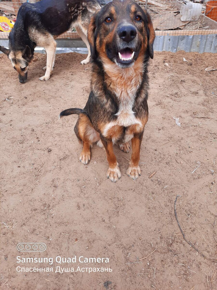 ситуация критическая приют не выживет. приют для собак в астрахани фото. приют спасенная душа астрахань. квартирный приют спасенная душа астрахань. приют друзья для души.