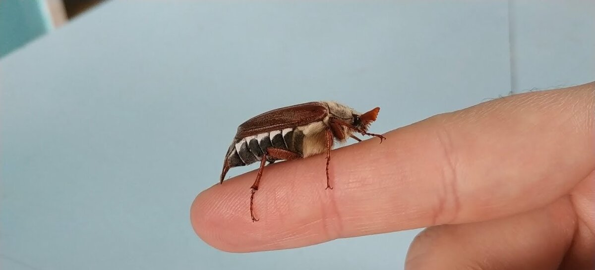 Кто не знает, как же этот жук выглядит)