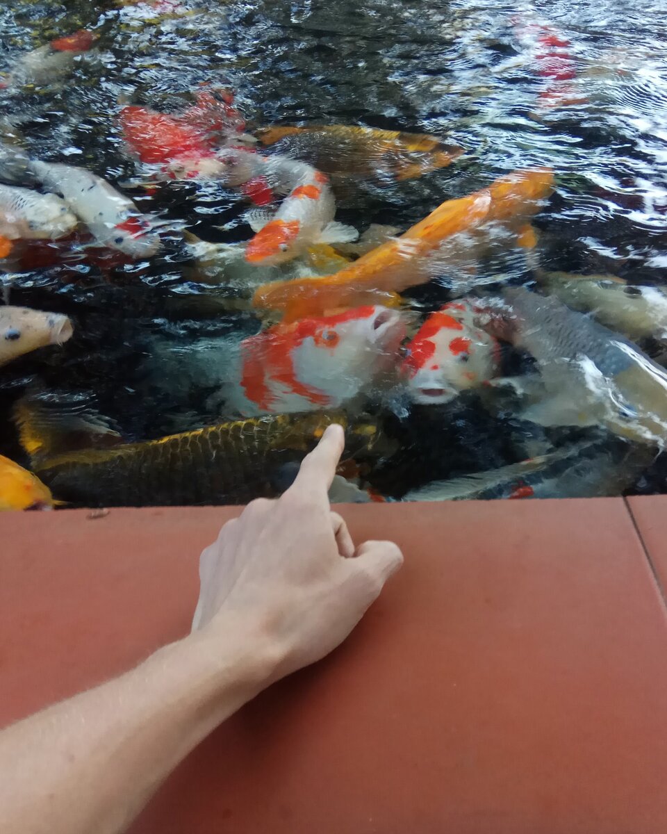 Пруд с парчовым карпом, или карпом кои в провинции Зялай, центральный Вьетнам