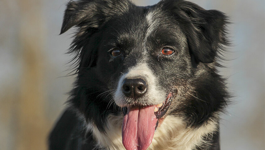 Бордер-колли - самая умная порода собак.