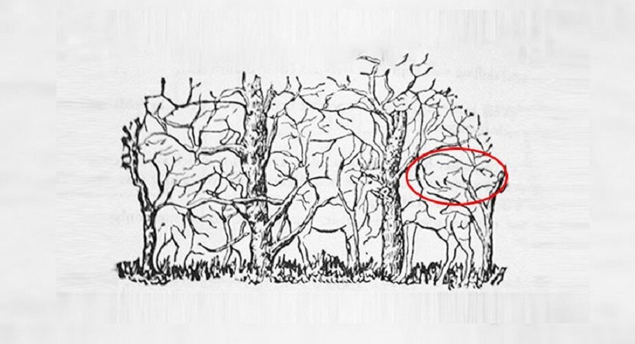 Тест: животное, которое увидите на картинке, раскроет суть вашей - Блог. ВераНик