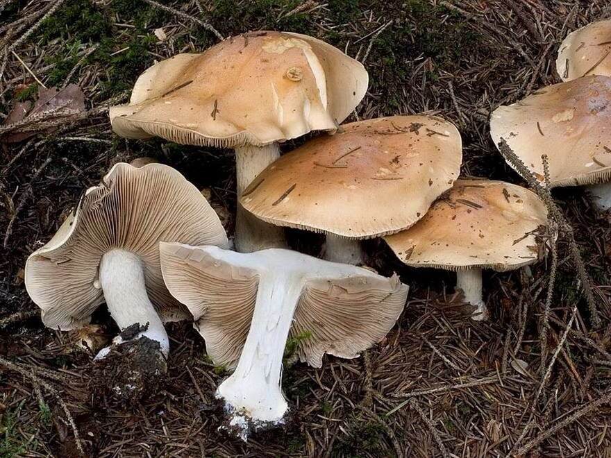 Гебелома углелюбивая (Hebeloma birrus)