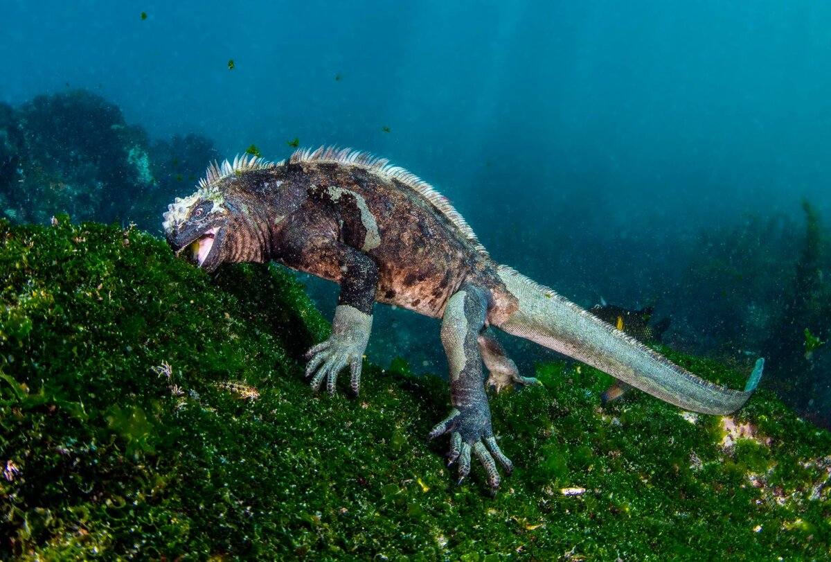 Морская ящерица. Морская игуана Галапагосские острова. Галапагосская морская ящерица. Галапагосские водные игуаны. Игуана Голополосов.