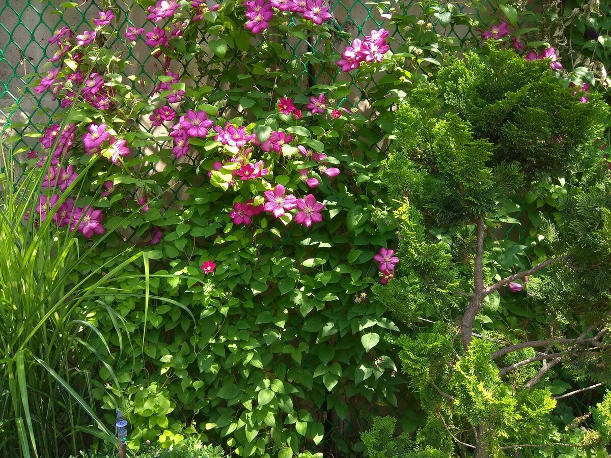 Clematis Ville de Lyon (фото 20.06.2020)