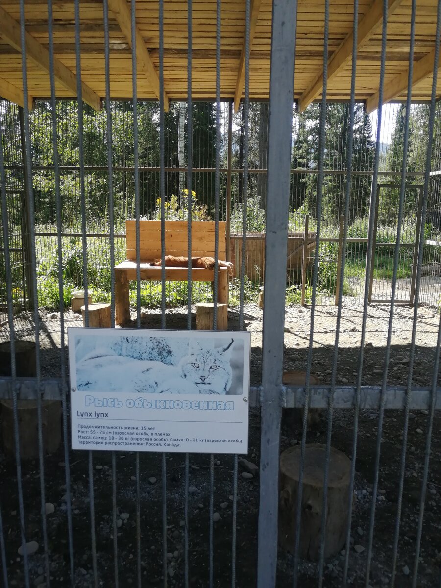 Рысь зоопарк на телецком