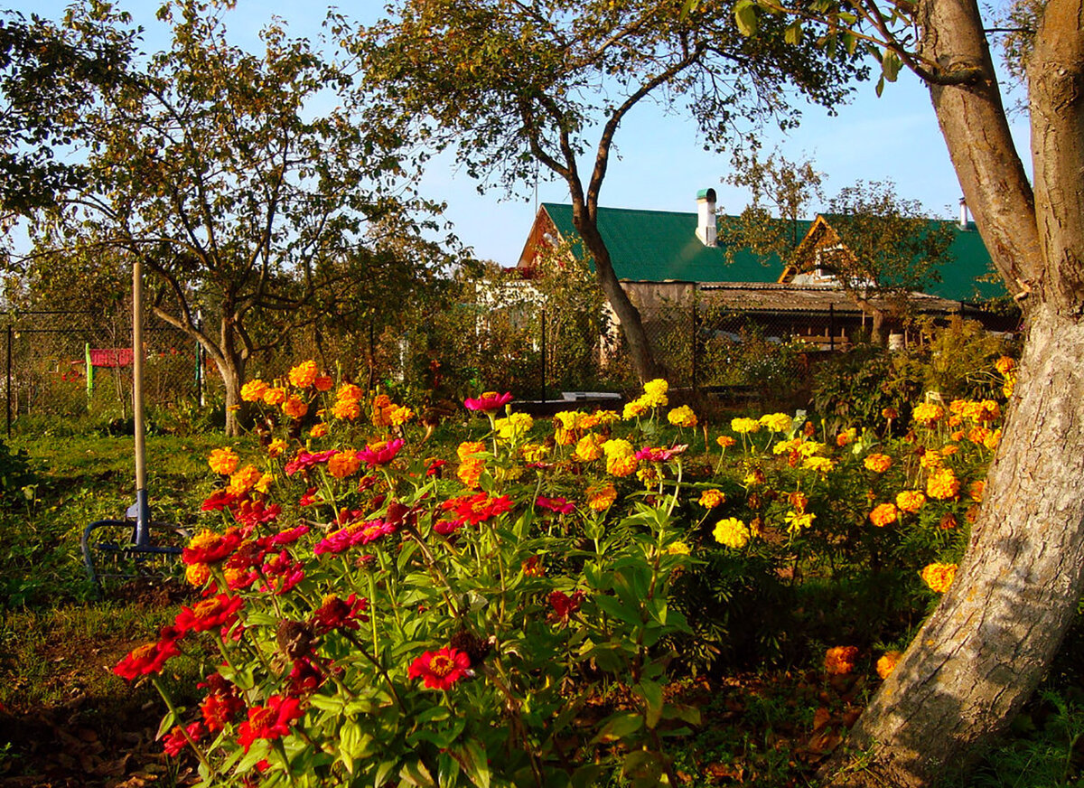 огород осенью