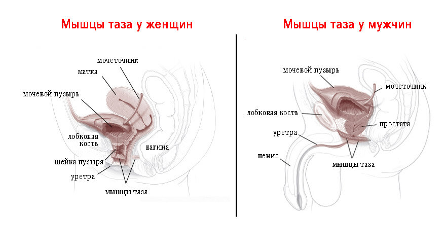 Источник: https://www.health.harvard.edu