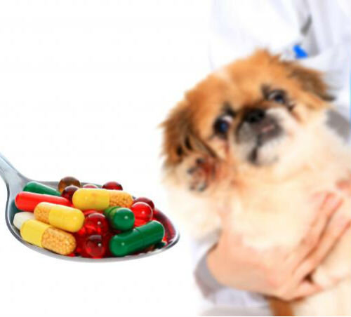 Устойчивость к антибиотикам у собак: причины, последствия и способы борьбы [Собаки Dogs]